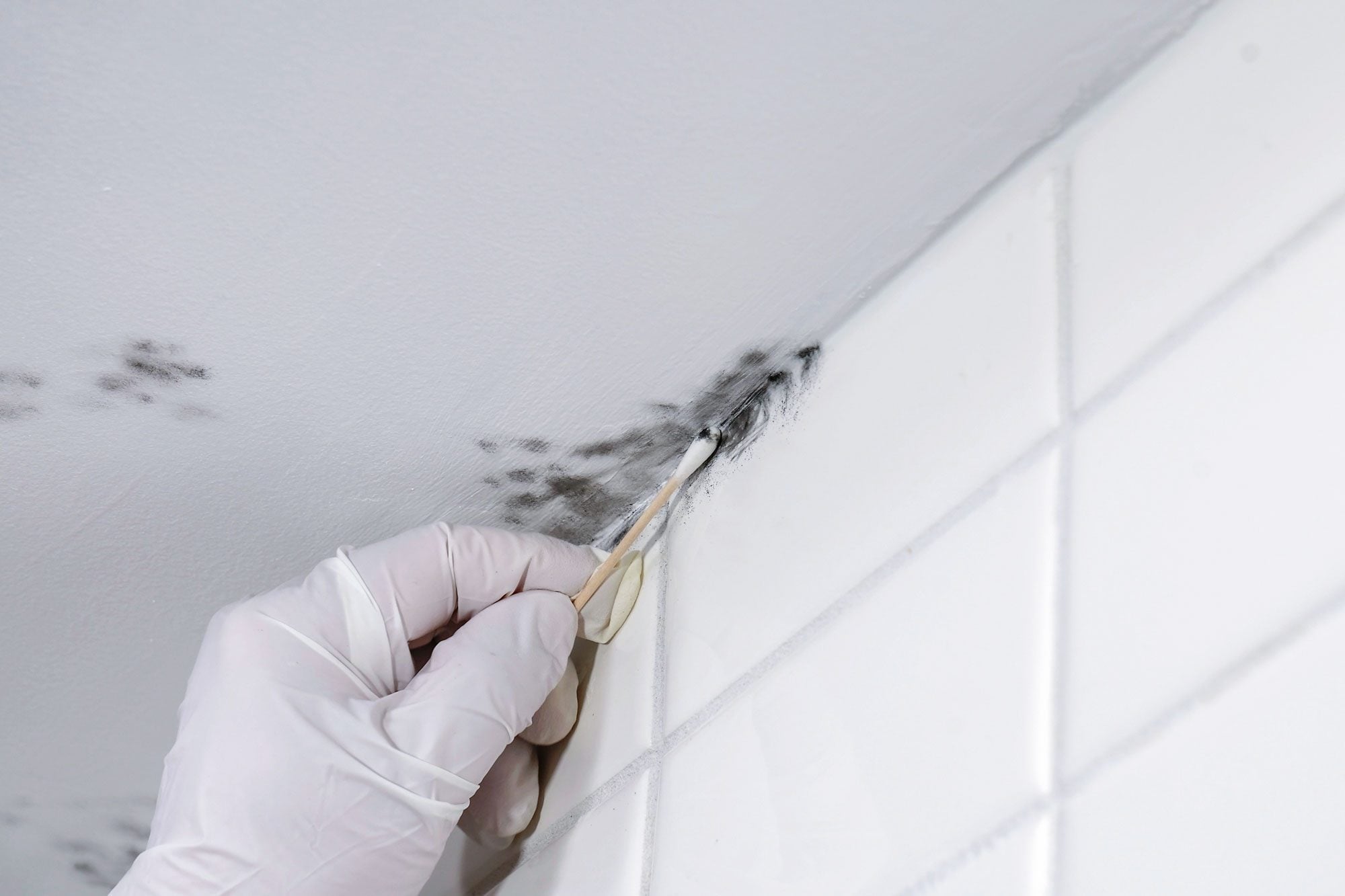 Mold Testing - Image 13